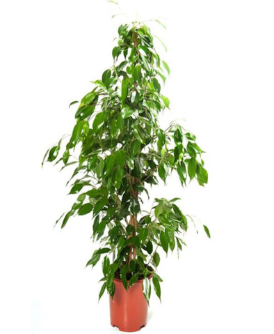 Plantes Ficus Benjamina