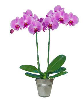 Plants - Flowers FR-orchidée - deux branches