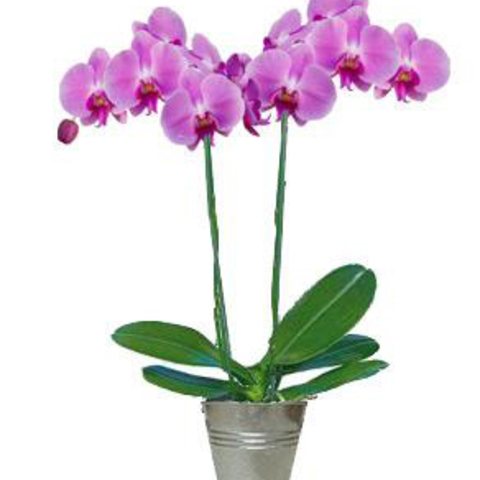 Plants - Flowers FR-orchidée - deux branches