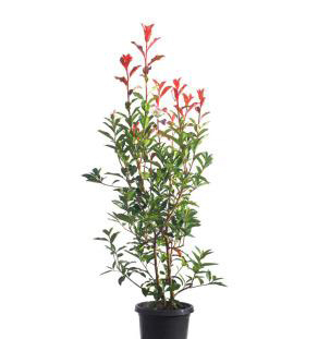 Plants - Flowers FR-Photinia red robin