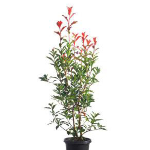 Plants - Flowers FR-Photinia red robin